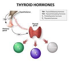 Thyroid and Parathyroid *The thyroid gland is located under the voice box *Secretes hormones that are
