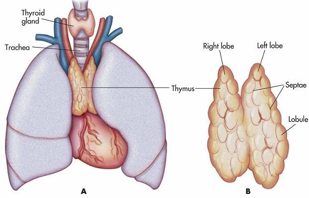 The Thymus Gland *Necessary in supporting the immune system *Developmental center for the T-cells *Produces