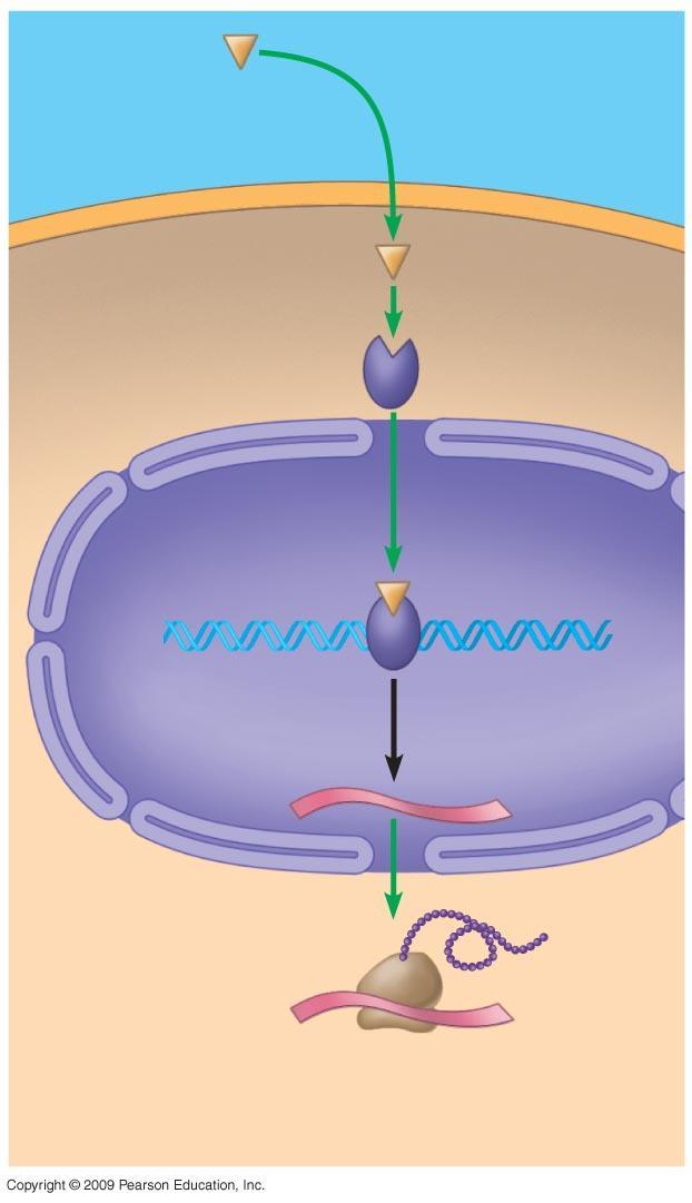 Lipid-soluble hormone (testosterone) 1 Target cell 2 Receptor protein DNA Nucleus 3 Hormonereceptor