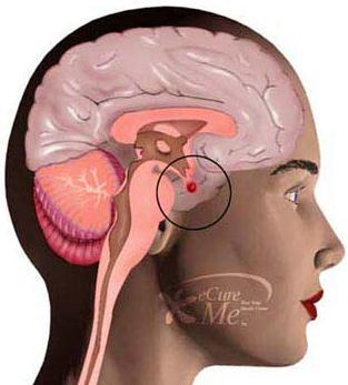 Endocrine System - the system that secretes hormones in the body - hormones can last for minutes or for hours - a major gland,