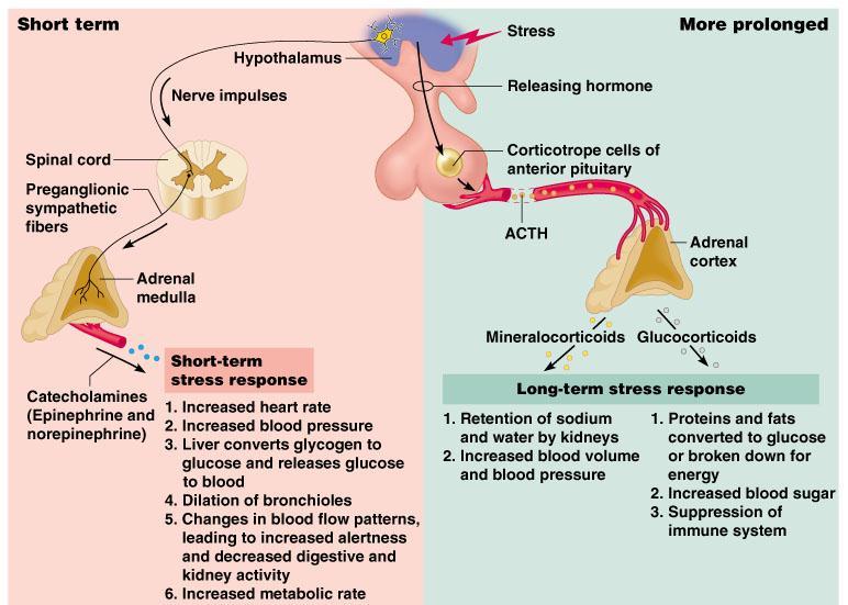 Roles of the Hypothalamus and Adrenal Glands