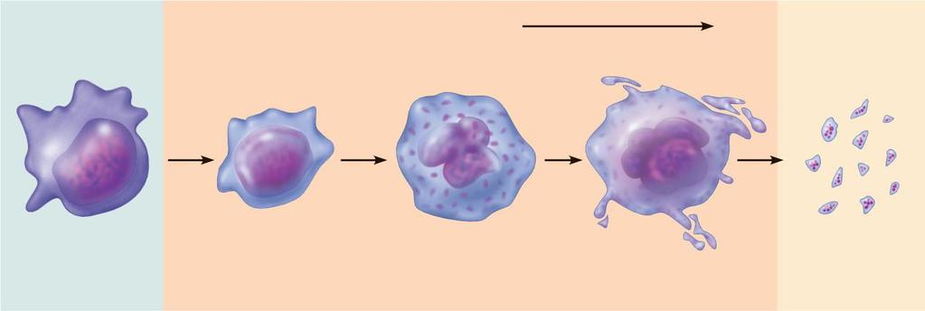 Stem cell Developmental pathway Hemocytoblast