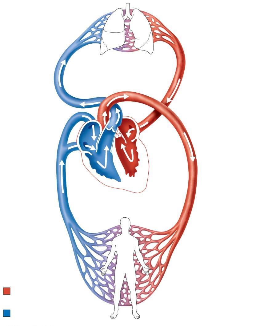 Figure 18.1 The systemic and pulmonary circuits.