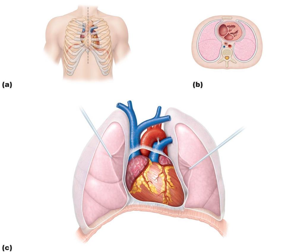 Figure 18.2 Location of the heart in the mediastinum.