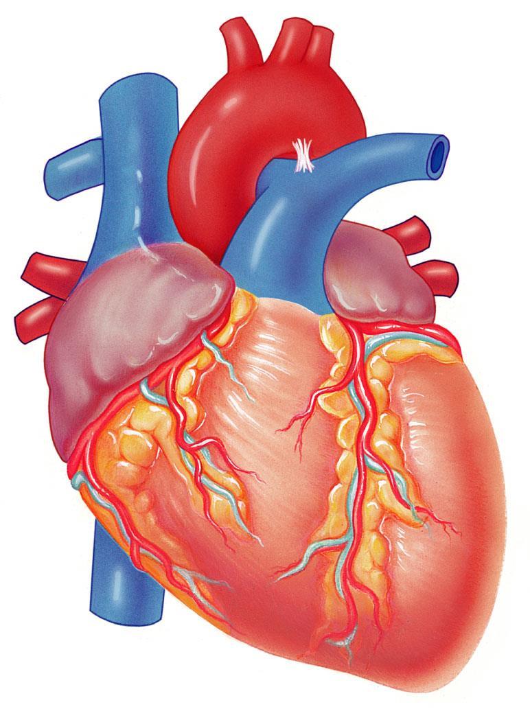 Brachiocephalic trunk Superior vena cava Right pulmonary artery Ascending aorta Pulmonary trunk Right pulmonary veins Right atrium Right coronary artery (in coronary sulcus) Anterior cardiac vein