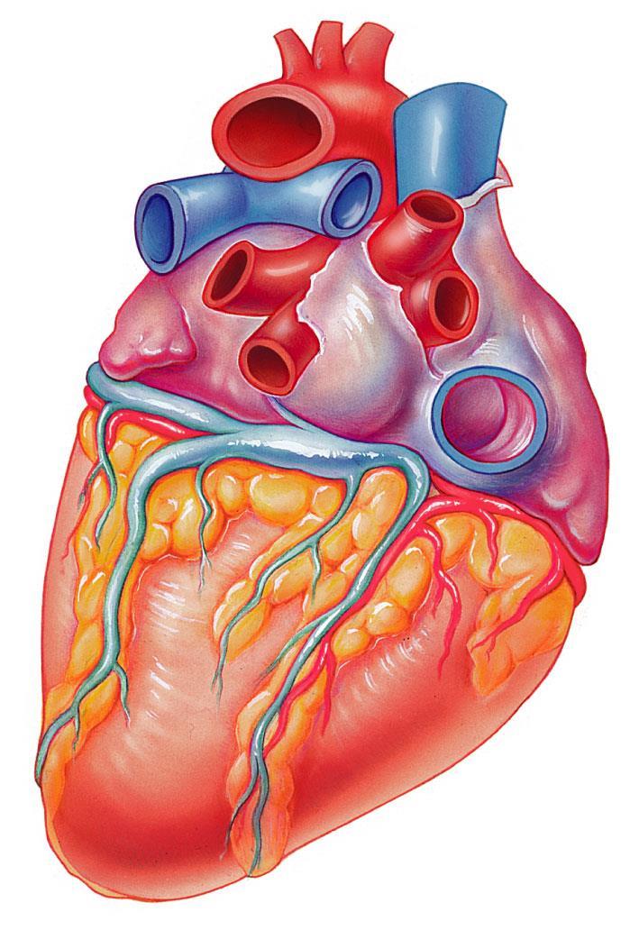 Aorta Left pulmonary artery Left pulmonary veins Auricle of left atrium Left atrium Great cardiac vein Posterior vein of left ventricle Left ventricle Apex (d) Superior vena cava Right pulmonary