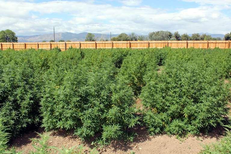 Hemp grown for seed production