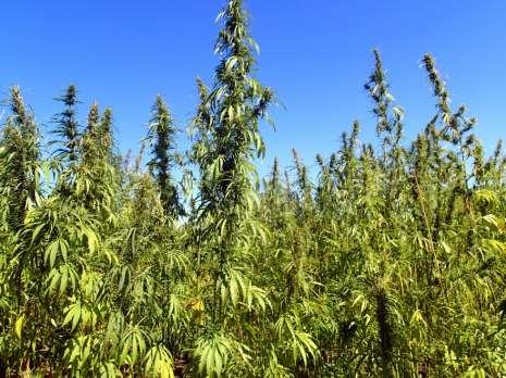 When hemp grows up as a crop, addressed by