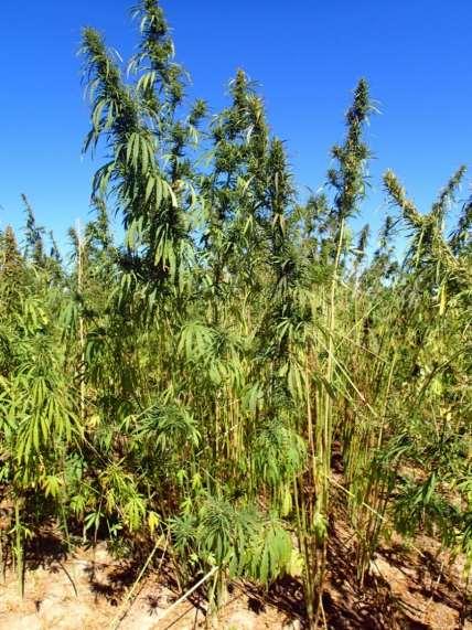 Hemp Grown for Fiber and Seed For seeds, perhaps this would be considered under Crop Group 20