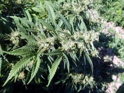 Hemp Grown for CBD (and other nonpsychoactive cannabinoids) Typically grown by transplants, with early season indoor production