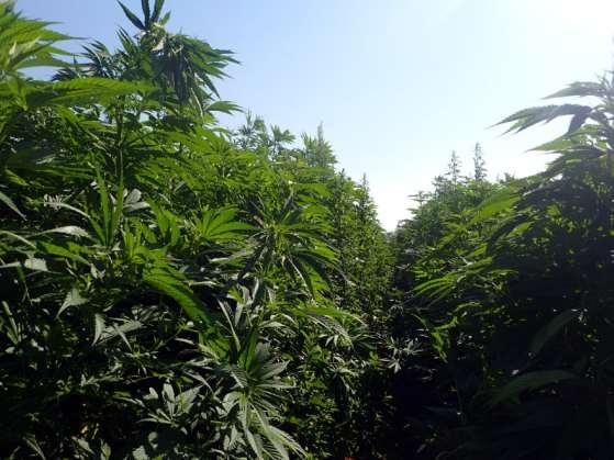 Some CBD crops are being grown from seed These crops have