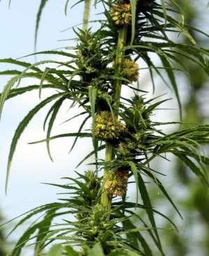 Hemp Grown for Fiber and Seed Crop may be a