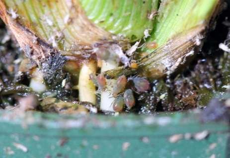 Key Arthropod Pests of Indoor Grown