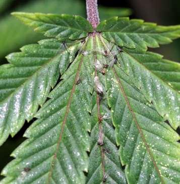 cannabis Massed aphids in roots