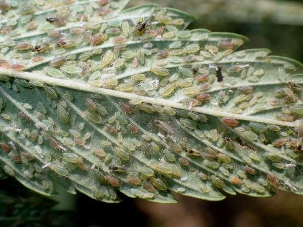 Cannabis Aphid