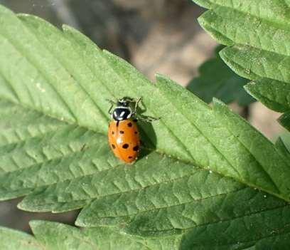 Convergent lady beetle Green