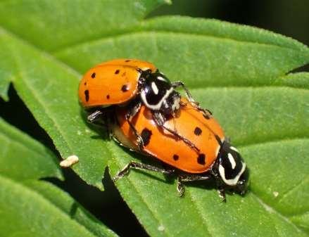Convergent lady beetle