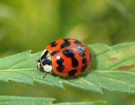 lady beetles are