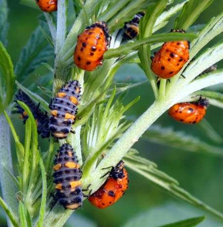 Convergent lady beetles