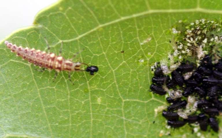 beetle larva Left: