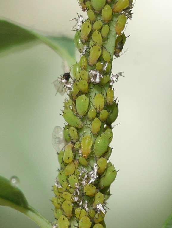 Aphid populations can increase rapidly Only a