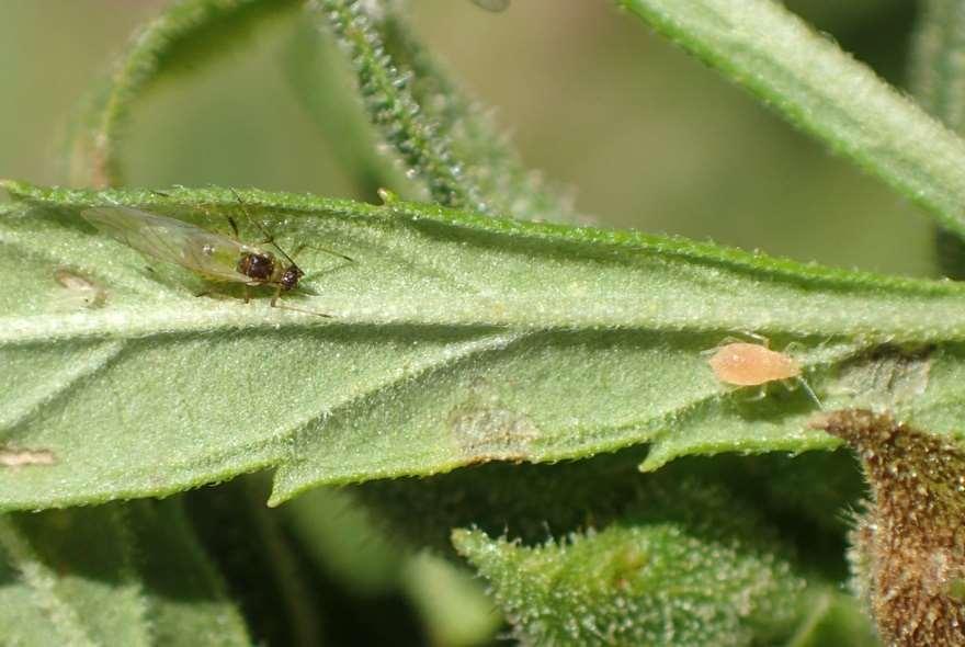 Cannabis Aphid Winged and wingless forms are produced