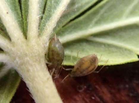 Cannabis Aphid In autumn, with