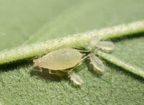 How will cannabis aphid survive between
