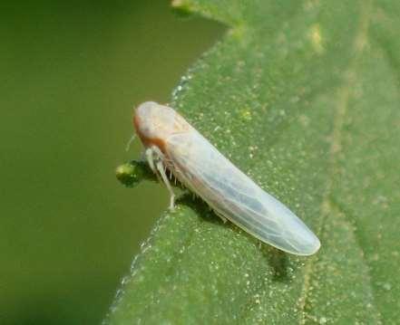 leaves Leafhoppers Damage
