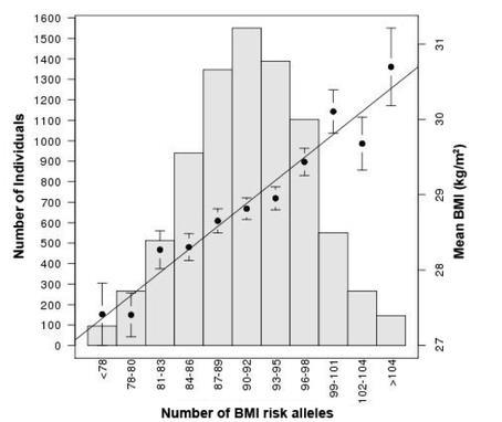 97 GENETIC VARIANTS ARE ROBUSTLY ASSOCIATED WITH BMI IN ADULTS AND CHILDREN For each unit increase in the genetic-susceptibility score (equivalent to 1 risk allele), BMI increases by 0.