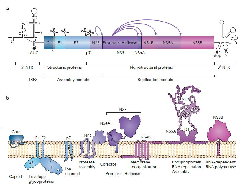 HCV genome organization and potential antiviral