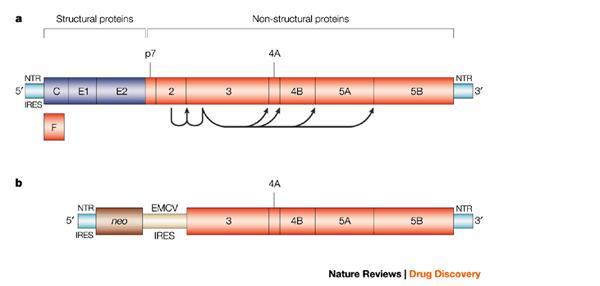 Subgenomic replicon cell cultures system led to the identification of oral inhibitors of HCV nonstructural