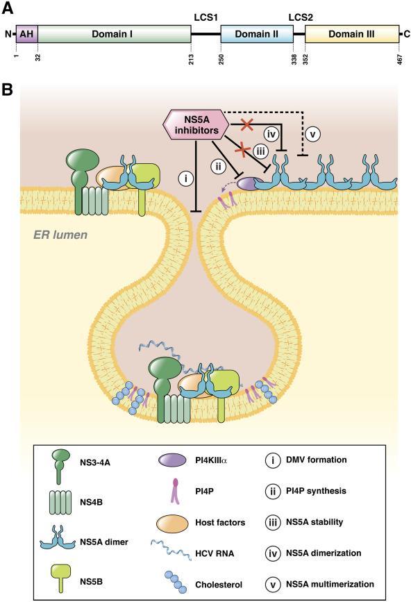 Mechanism of NS5A elucidated by inhibition in Rapidly inhibit intracellular assembly of virions Block formation of the membranous web that houses HCV RNA