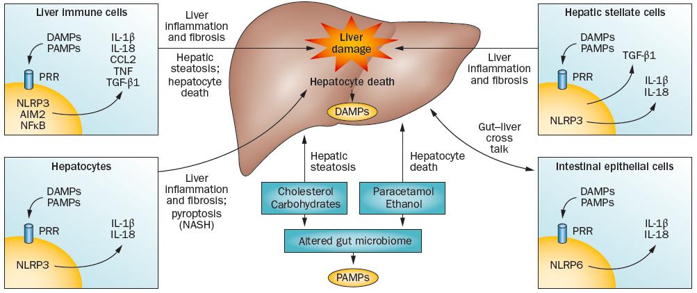 Inflammasome involved in liver