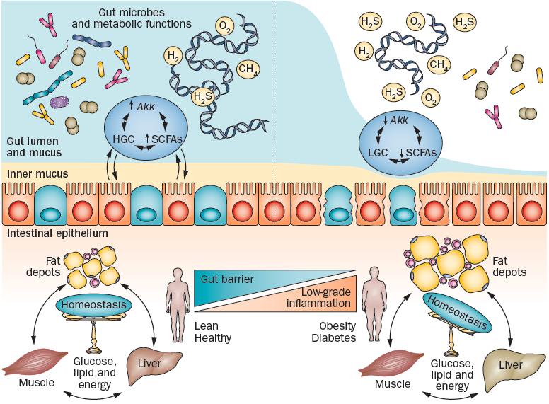 The gut microbiota manages host