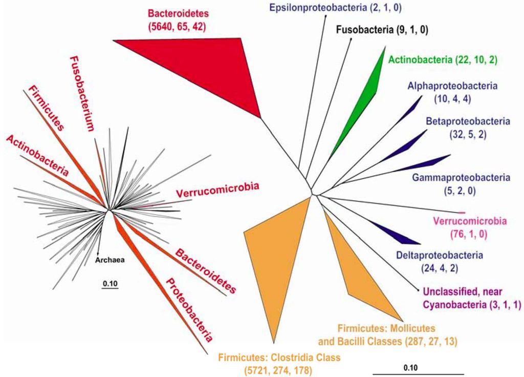 COMPOSITION OF THE COLONIC MICROBIOTA: MOLECULAR