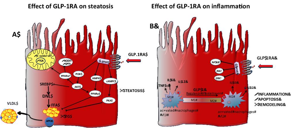 MECHANISMS OF GLP-1 EFFECTS ON HEPATIC