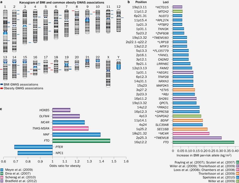 Genetics of BMI and Obesity 32 Common loci have been