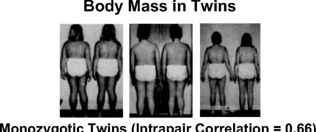Twin studies and BMI Twin studies show a strong heritability component (about 70%).