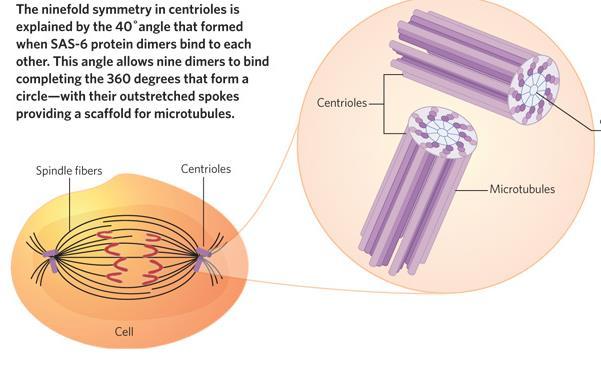 Mature neurons have no centrioles (small set of microtubules), thus undergo no further mitosis