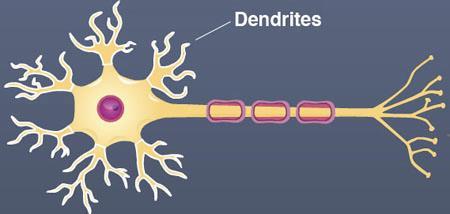 Dendrites: Arm- like processes (branches) of the cell body. primary site for receiving signals from other neurons.