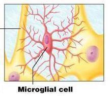 Microglia cells Small Spiderlike phagocytes.