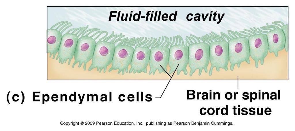 Ependymal Cells Line the cavities of the brain &