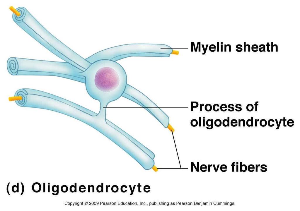 Oligodendrocytes Form myelin
