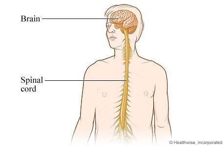 3. Central Nervous System.