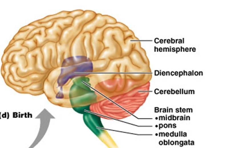 The Brain: Cerebral hemisphere