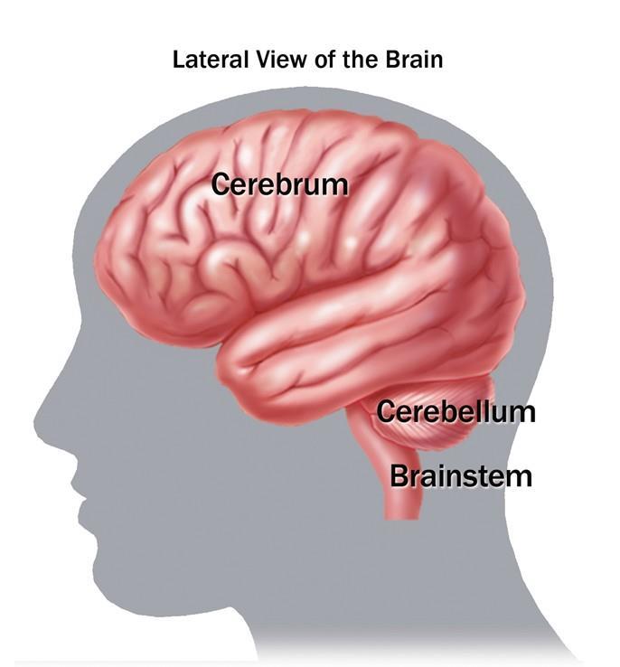 Cerebellum: Located under the cerebrum.
