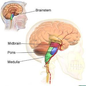 Midbrain Involved in vision & hearing. Pons Involved in the control of breathing.