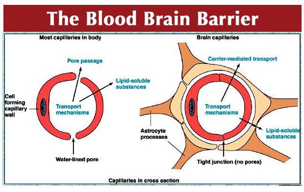 Blood Brain Barrier (BBB) Keeps the brain separated from bloodborn substances that might affect neural activity.