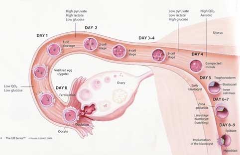 The Human Menstrual Cycle Name: The female human s menstrual cycle is broken into two phases: the Follicular Phase and the Luteal Phase. These two phases are separated by an event called ovulation.